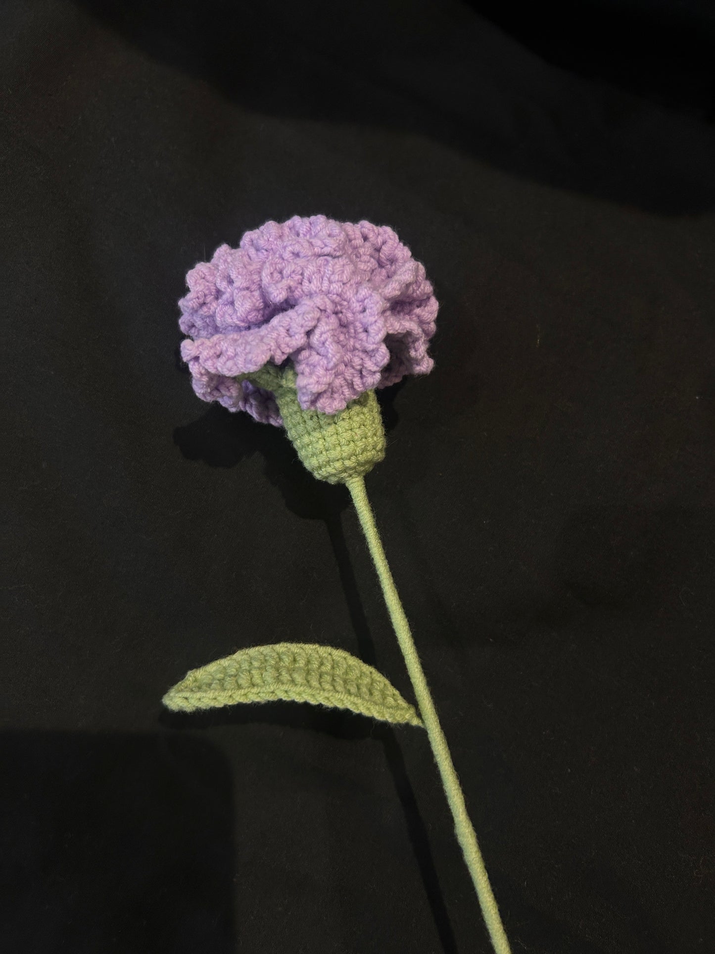 Carnation