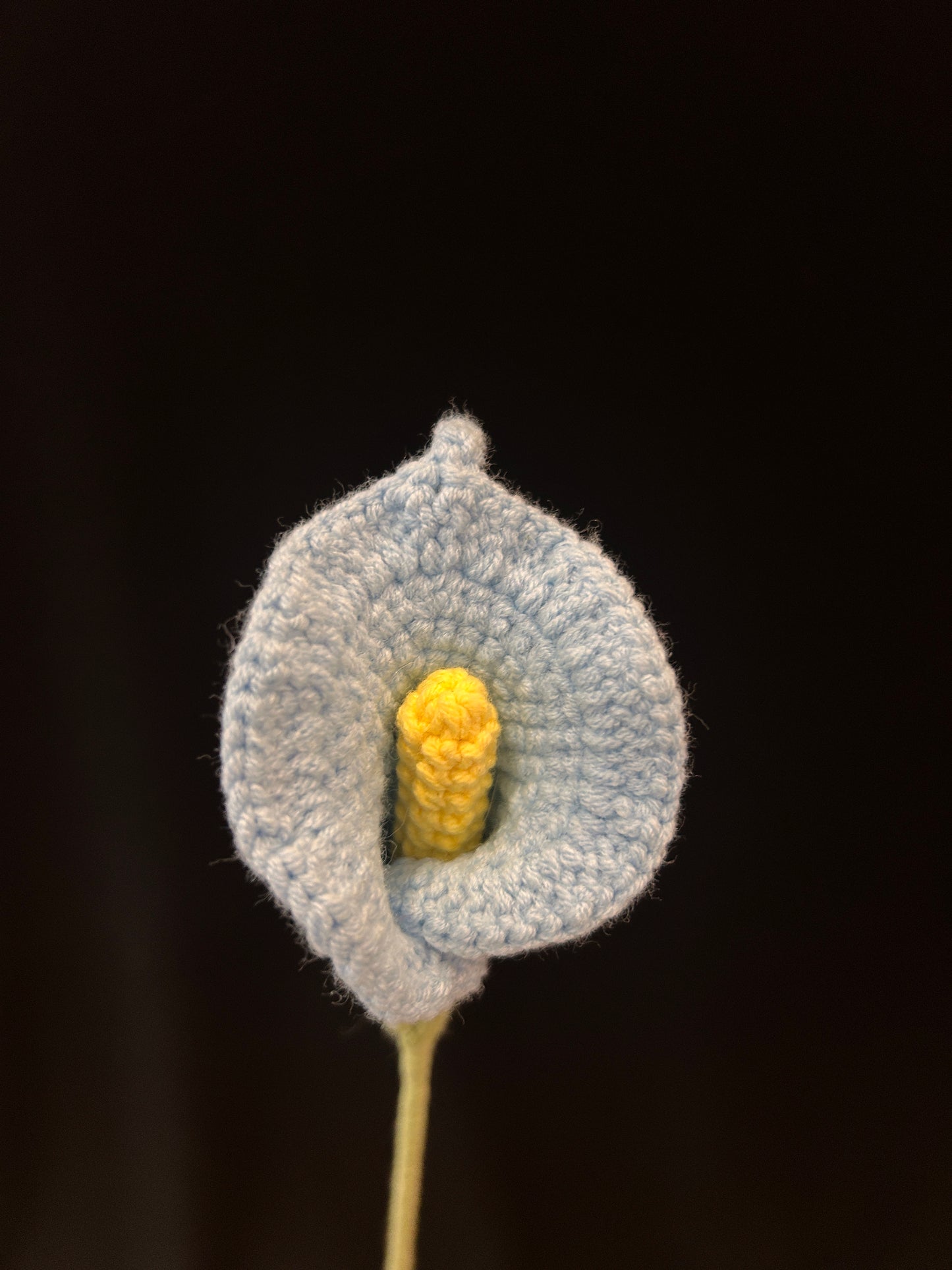 Calla Lily