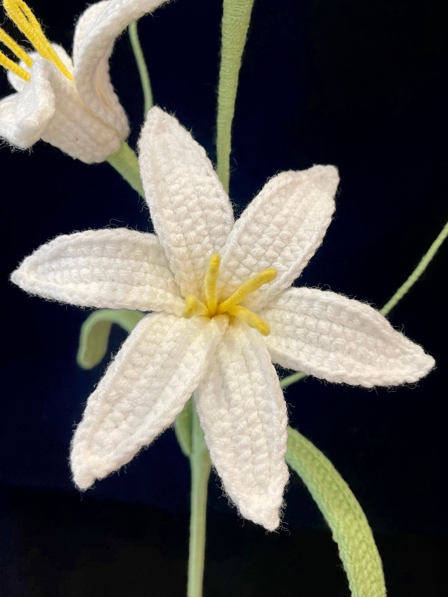 Zephyranthes Candida (Rain Lily)