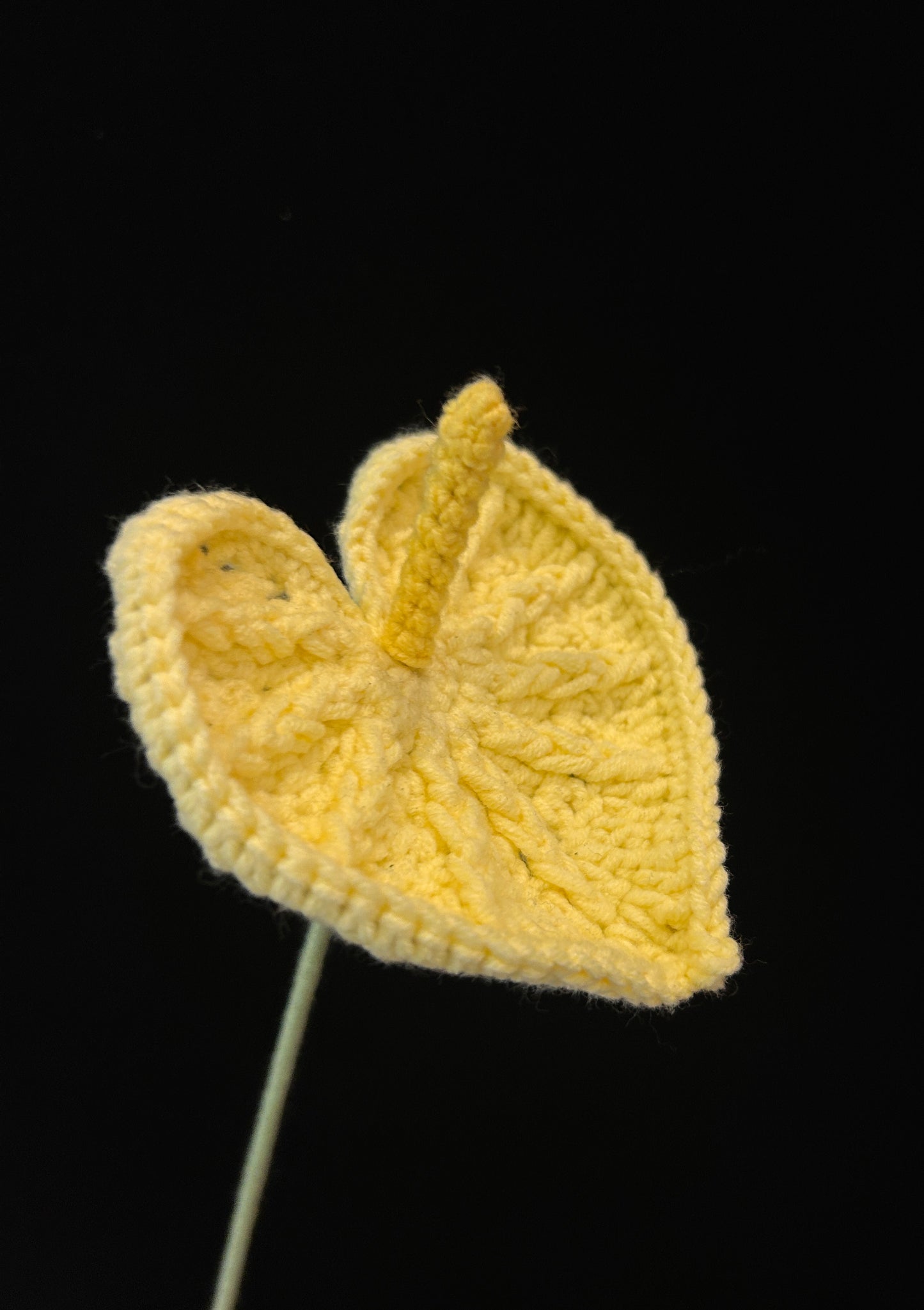 Anthurium