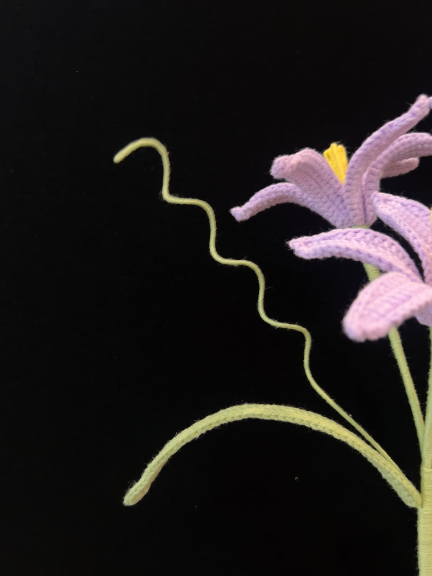 Zephyranthes Candida (Rain Lily)