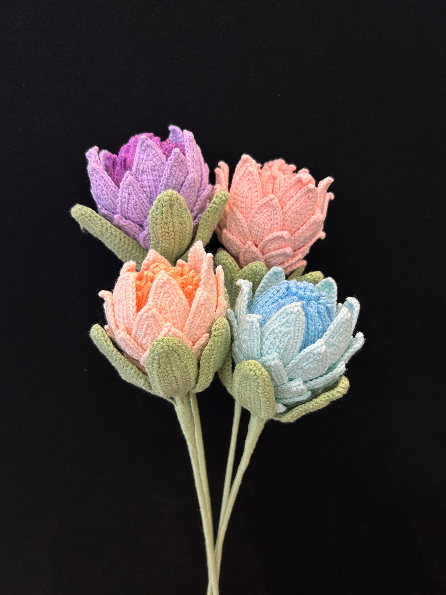 King Protea