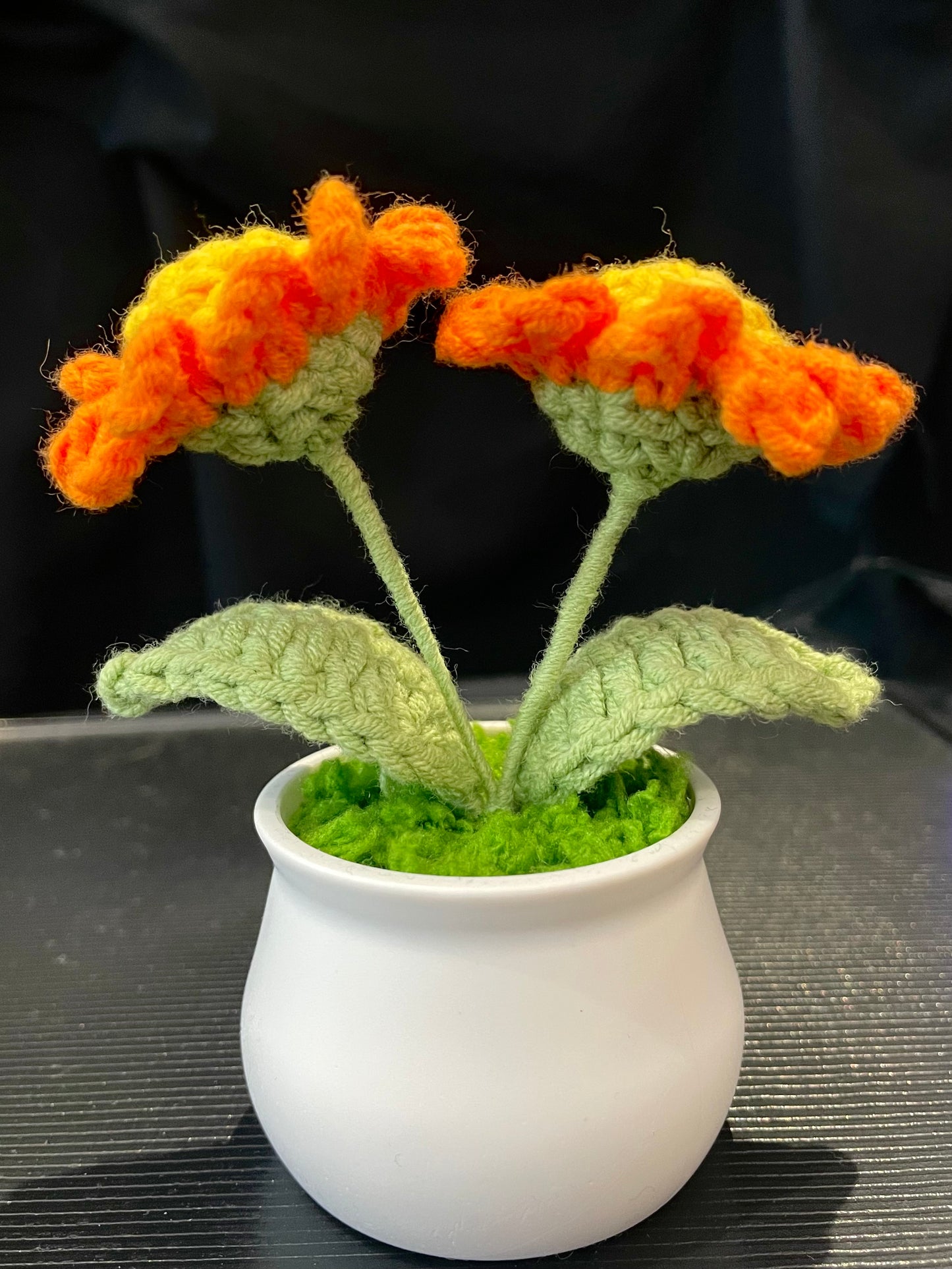 Daisy in White Pot