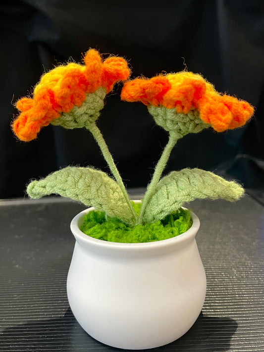Daisy in White Pot