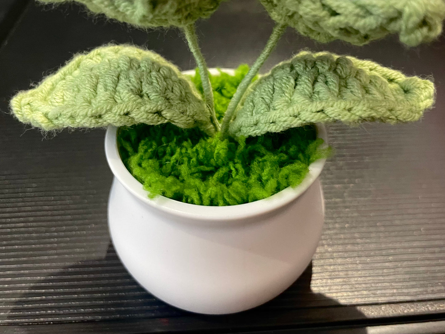 Rose in White Pot