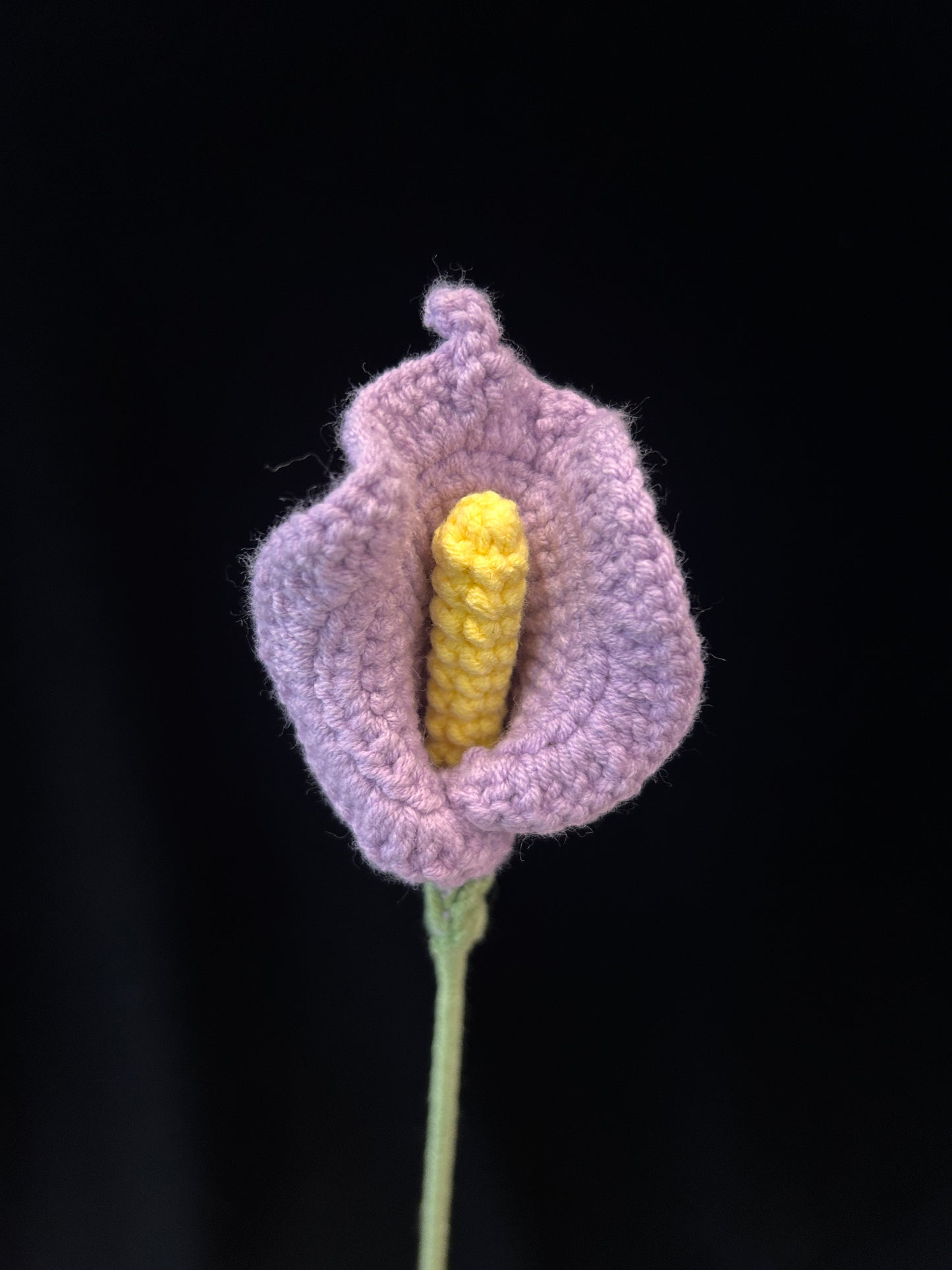 Calla Lily