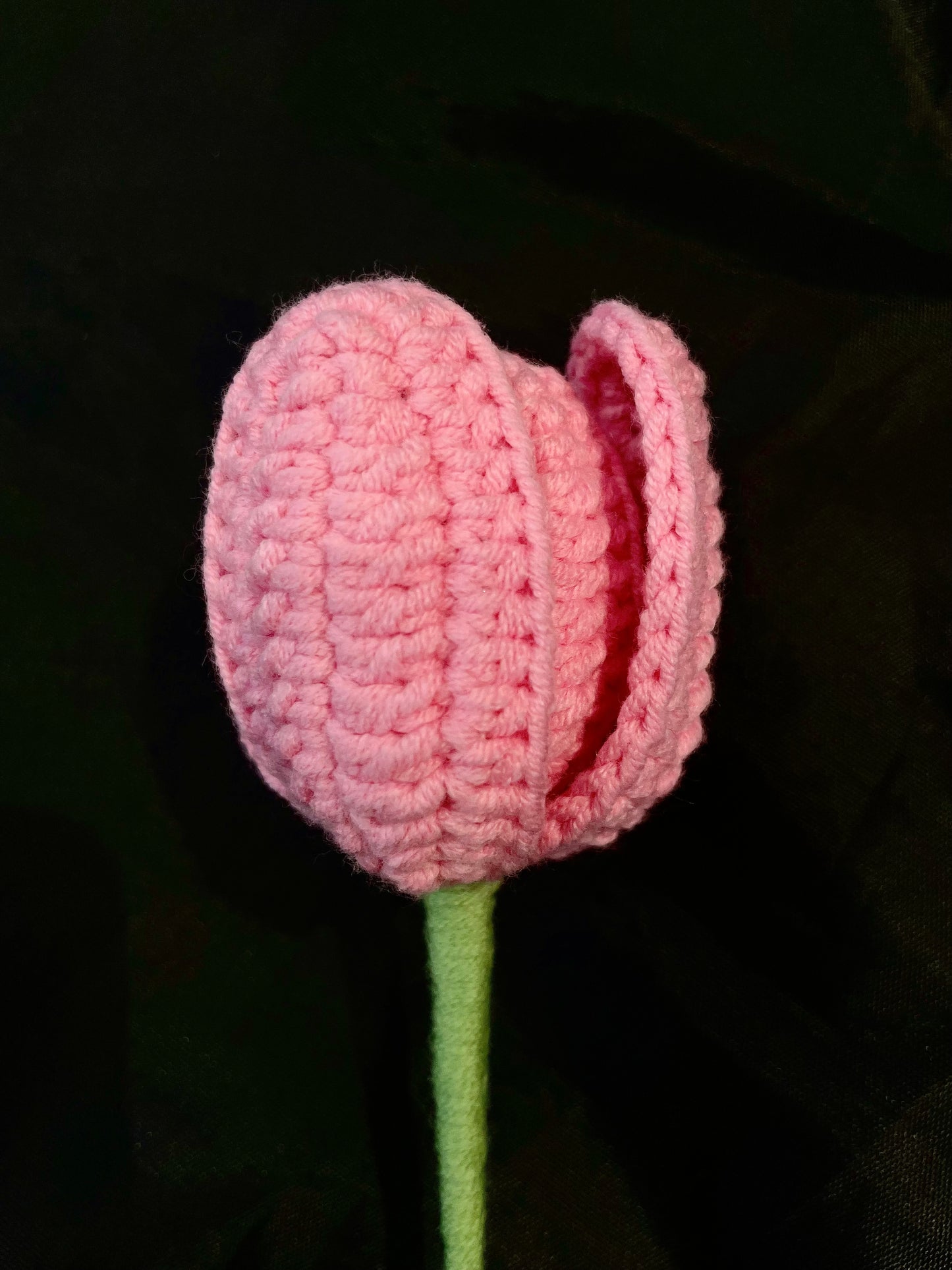 Tulip