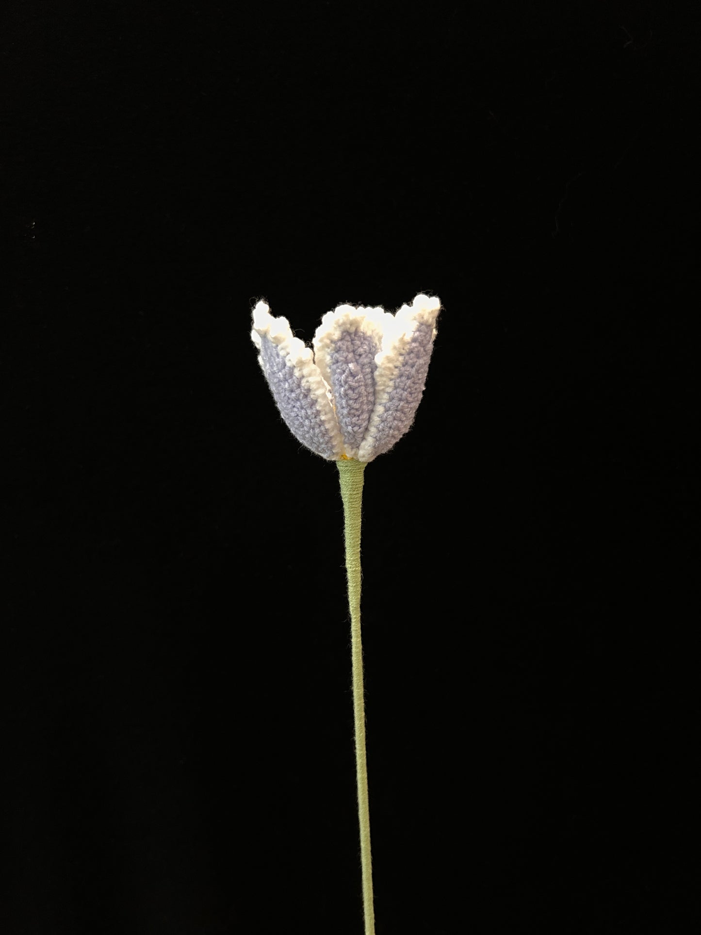 Tulip (Curly Petal)