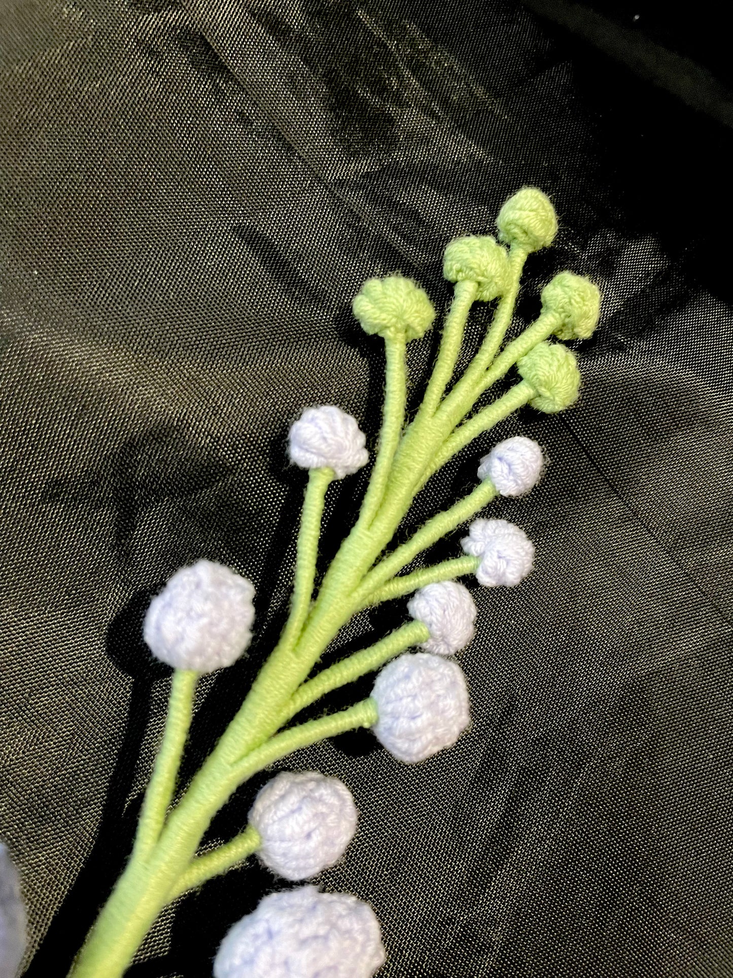 Delphinium