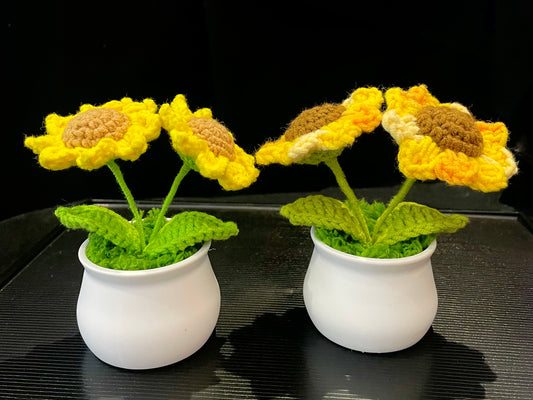 Double Sunflowers in White Pot