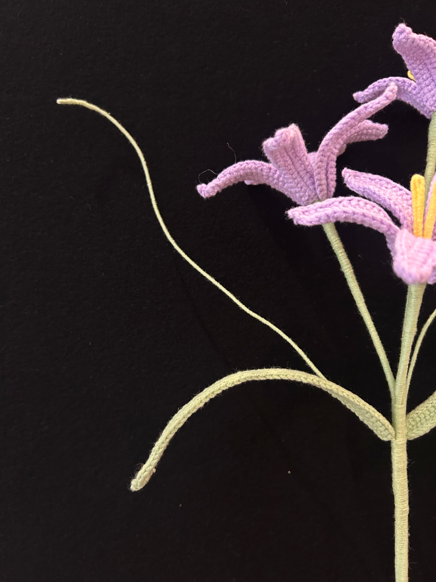 Zephyranthes Candida (Rain Lily)