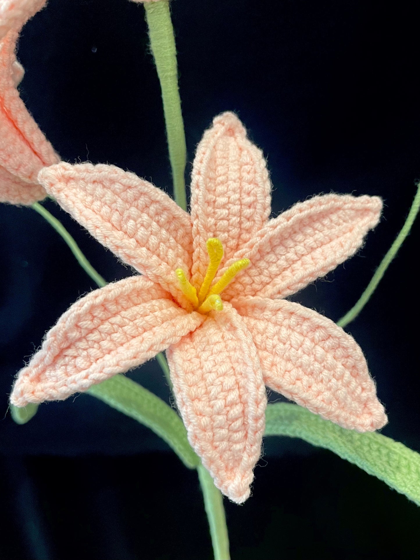 Zephyranthes Candida (Rain Lily)