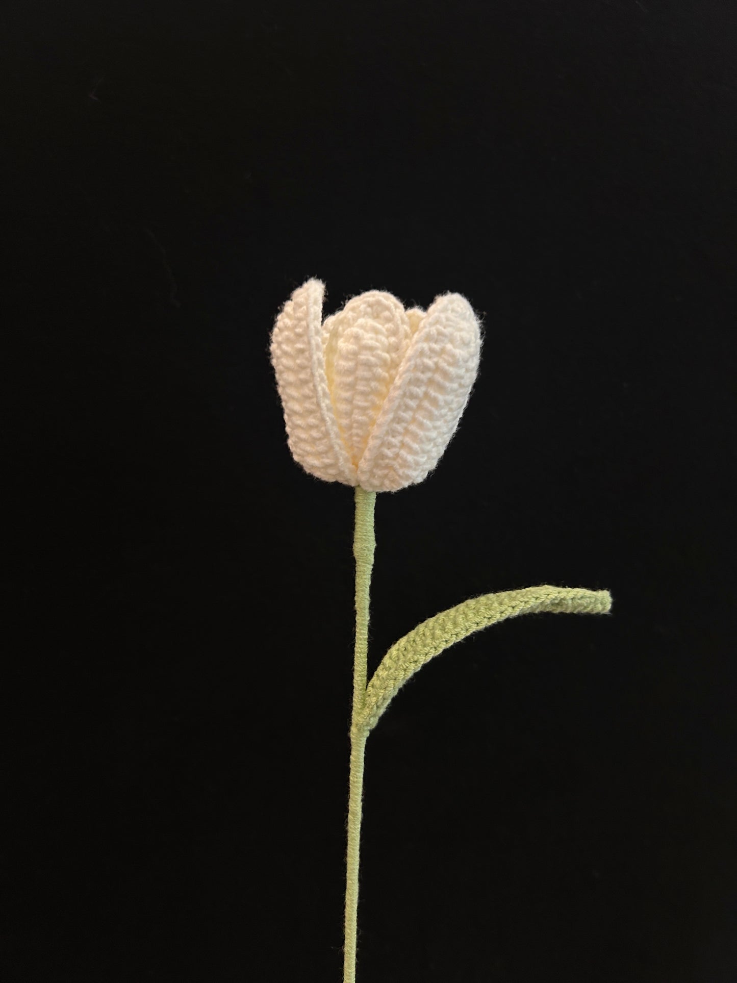 Tulip