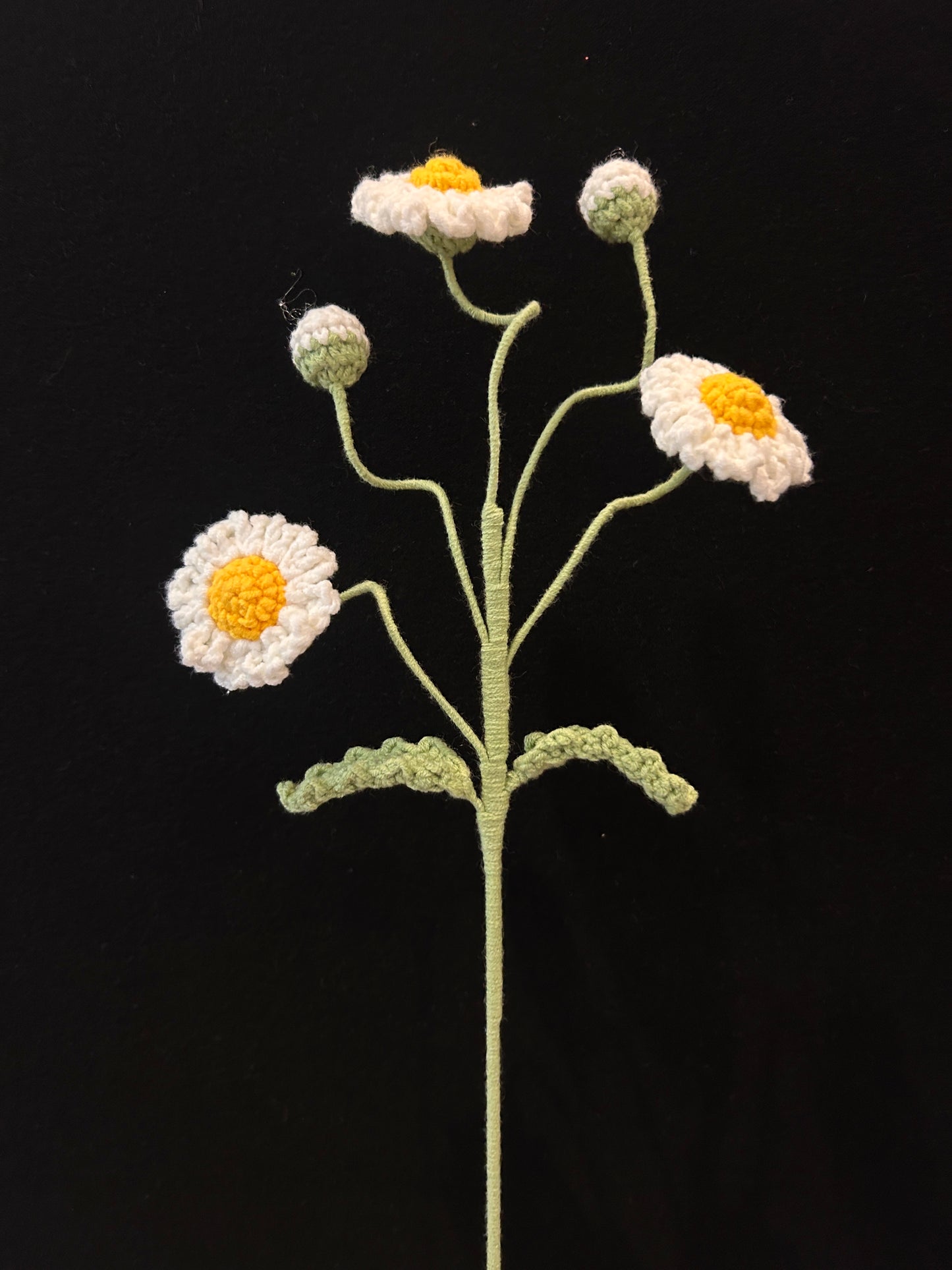 Daisy