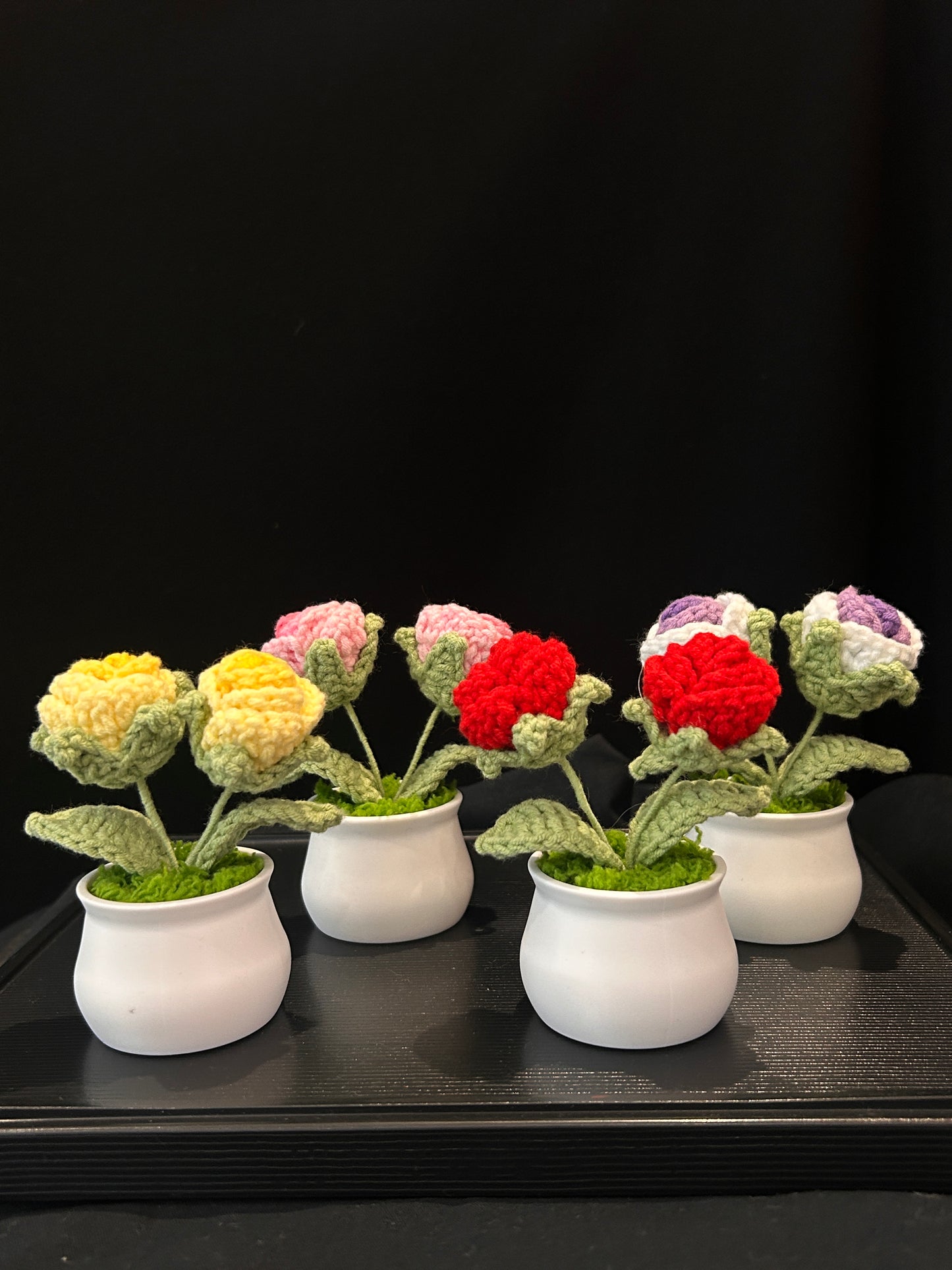 Rose in White Pot