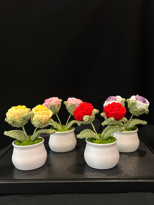 Rose in White Pot