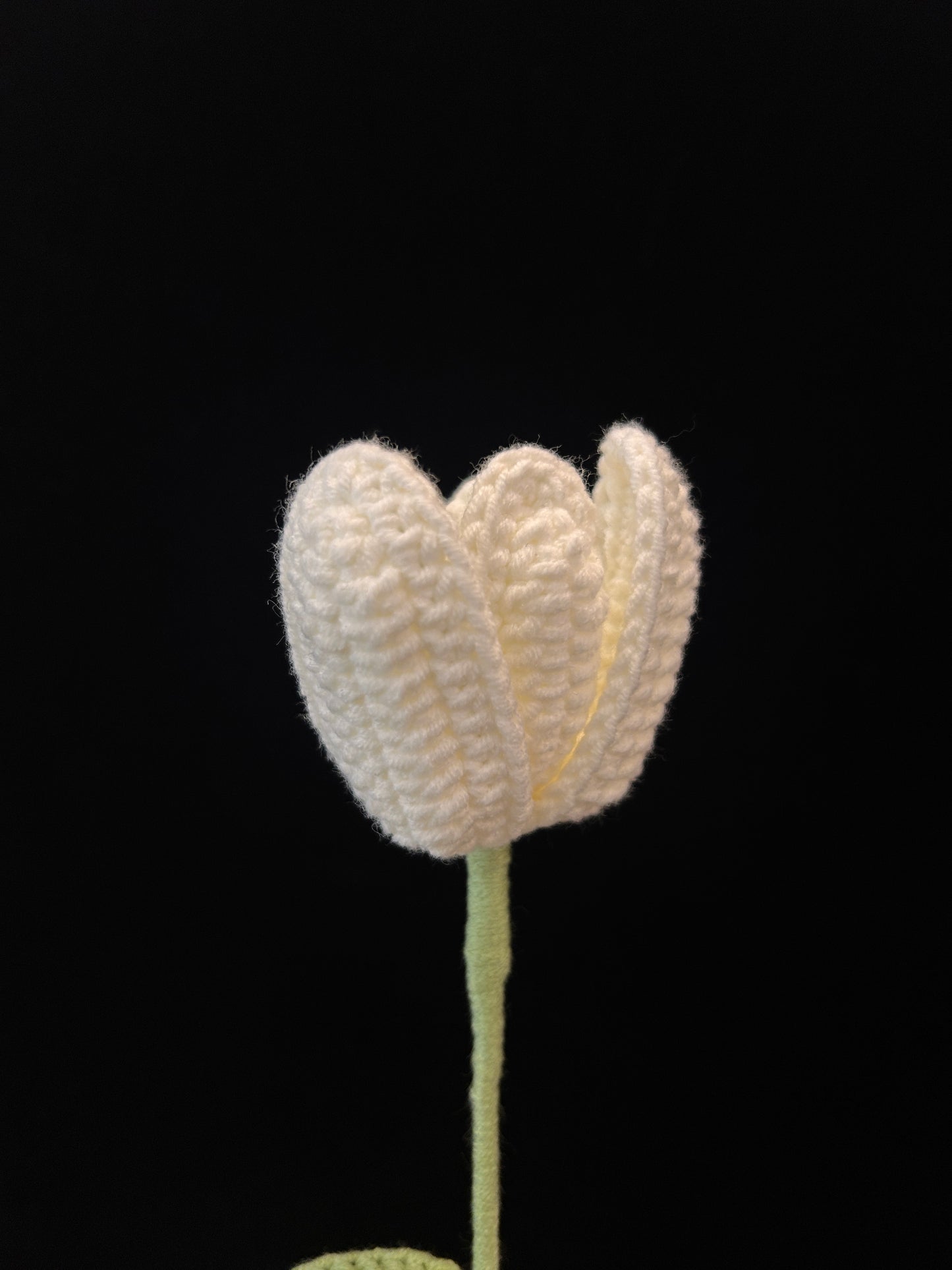 Tulip