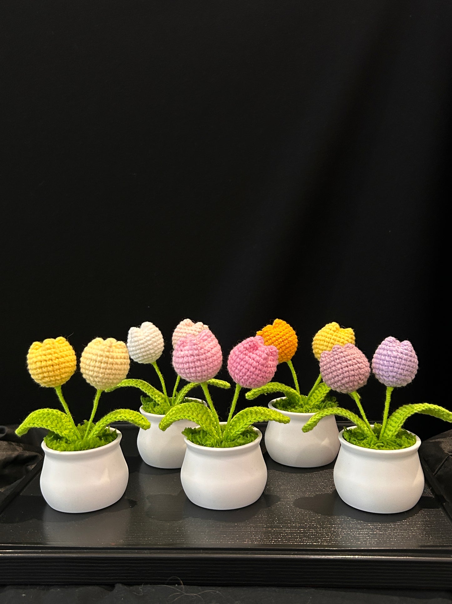 Tulip in White Pot