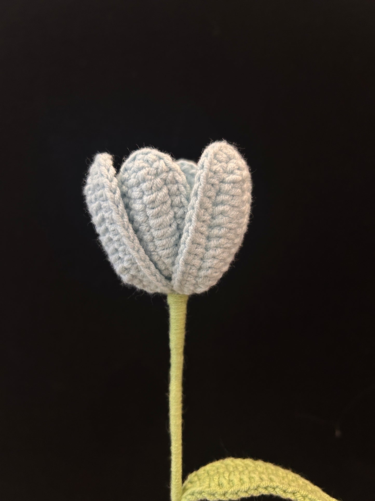 Tulip