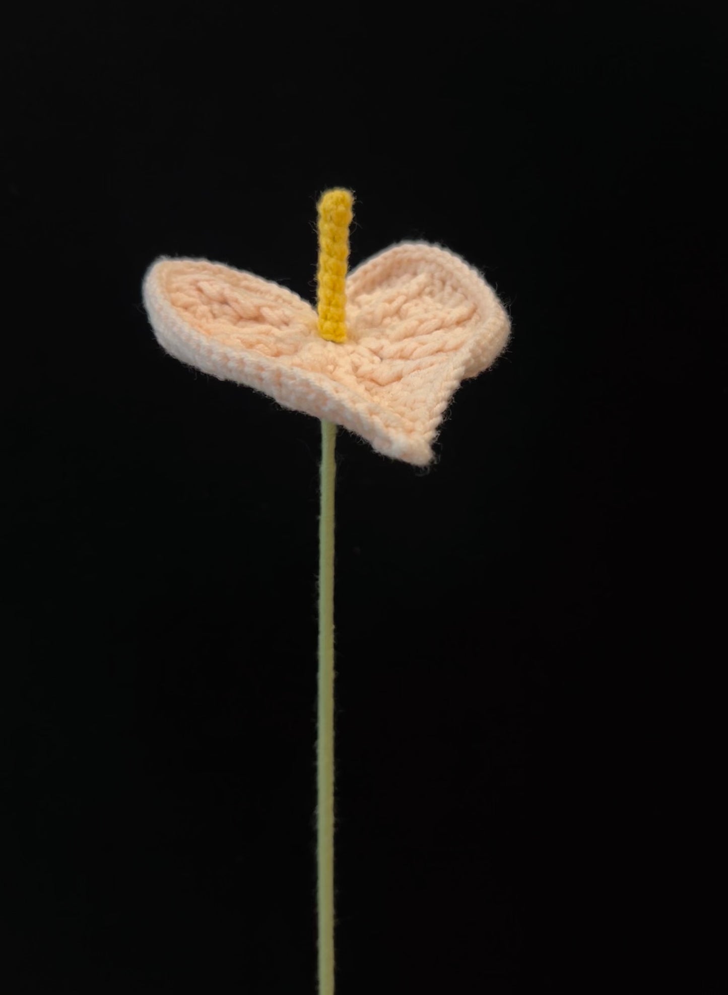 Anthurium