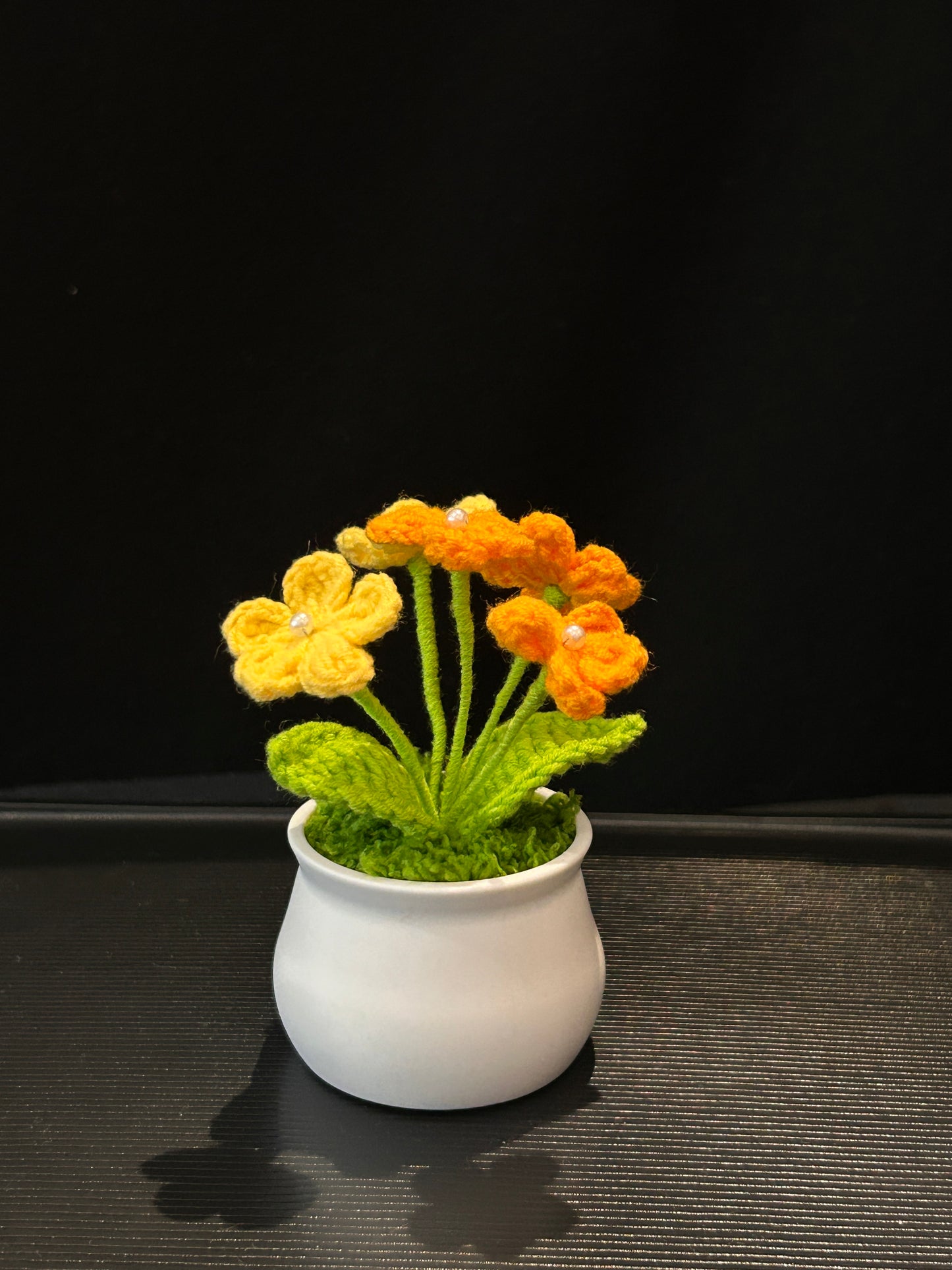 Forget-me-not in White pot