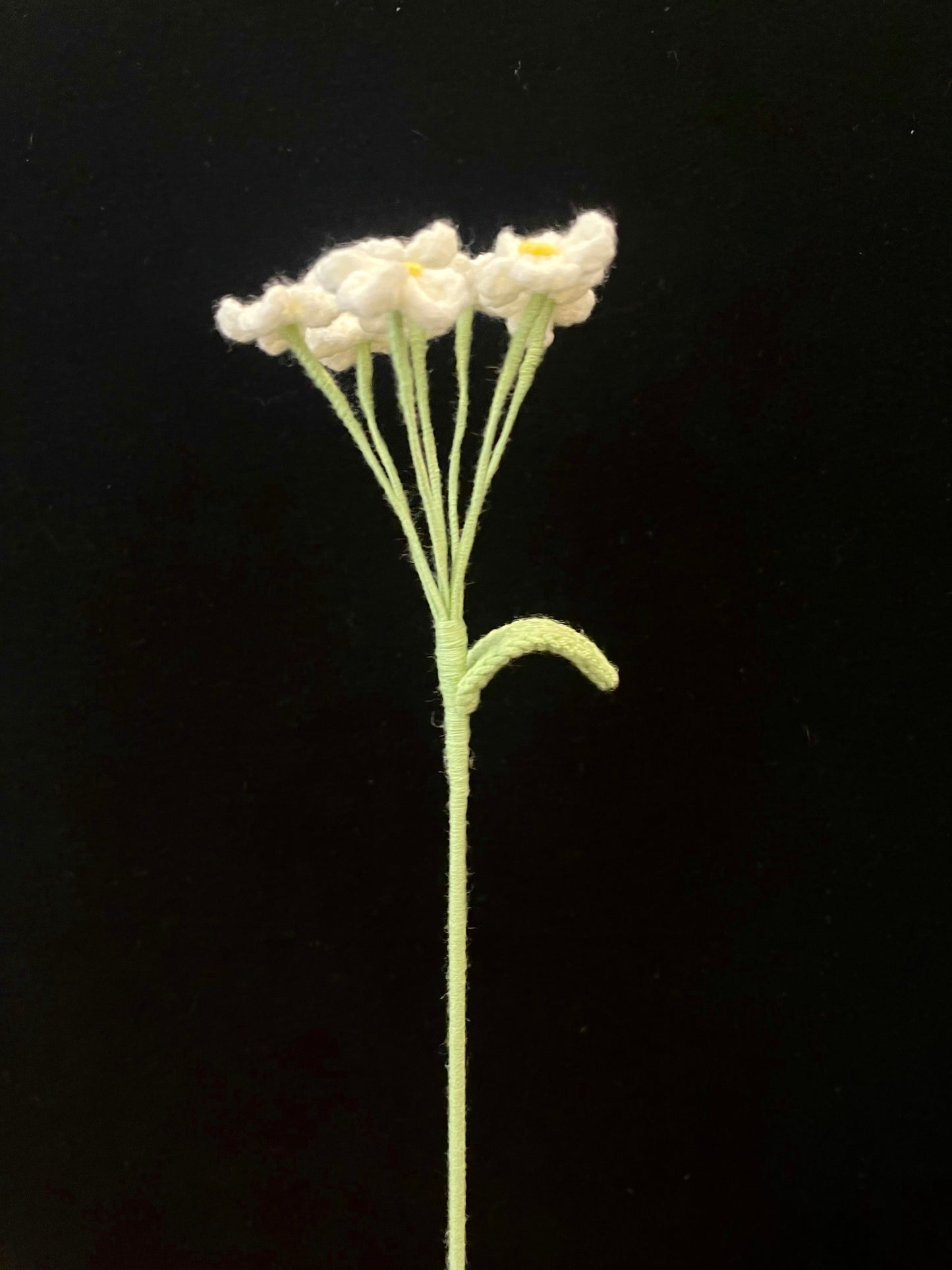 Forget-me-not