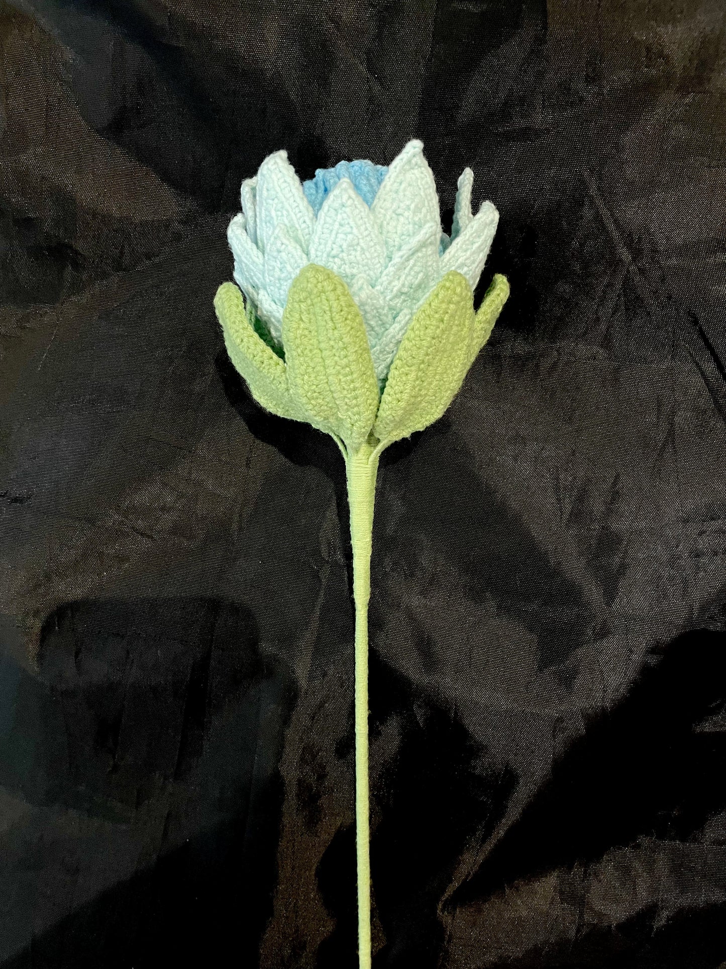 King Protea