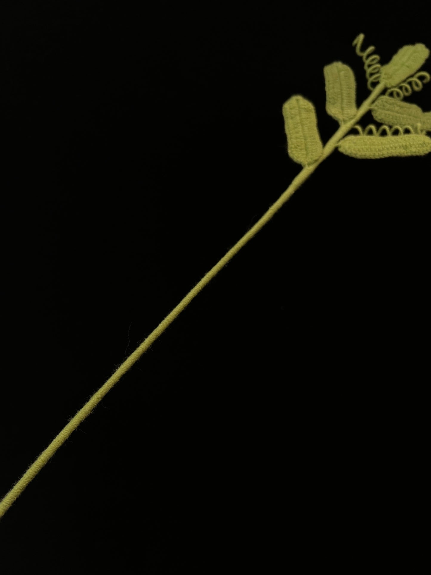 Leaf with Tendrils