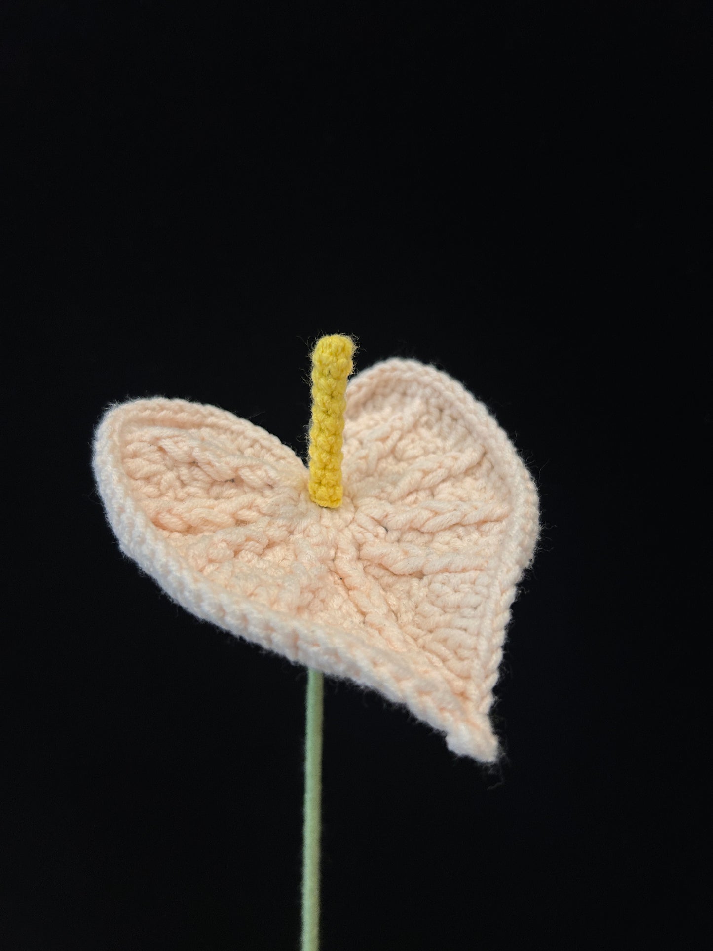 Anthurium