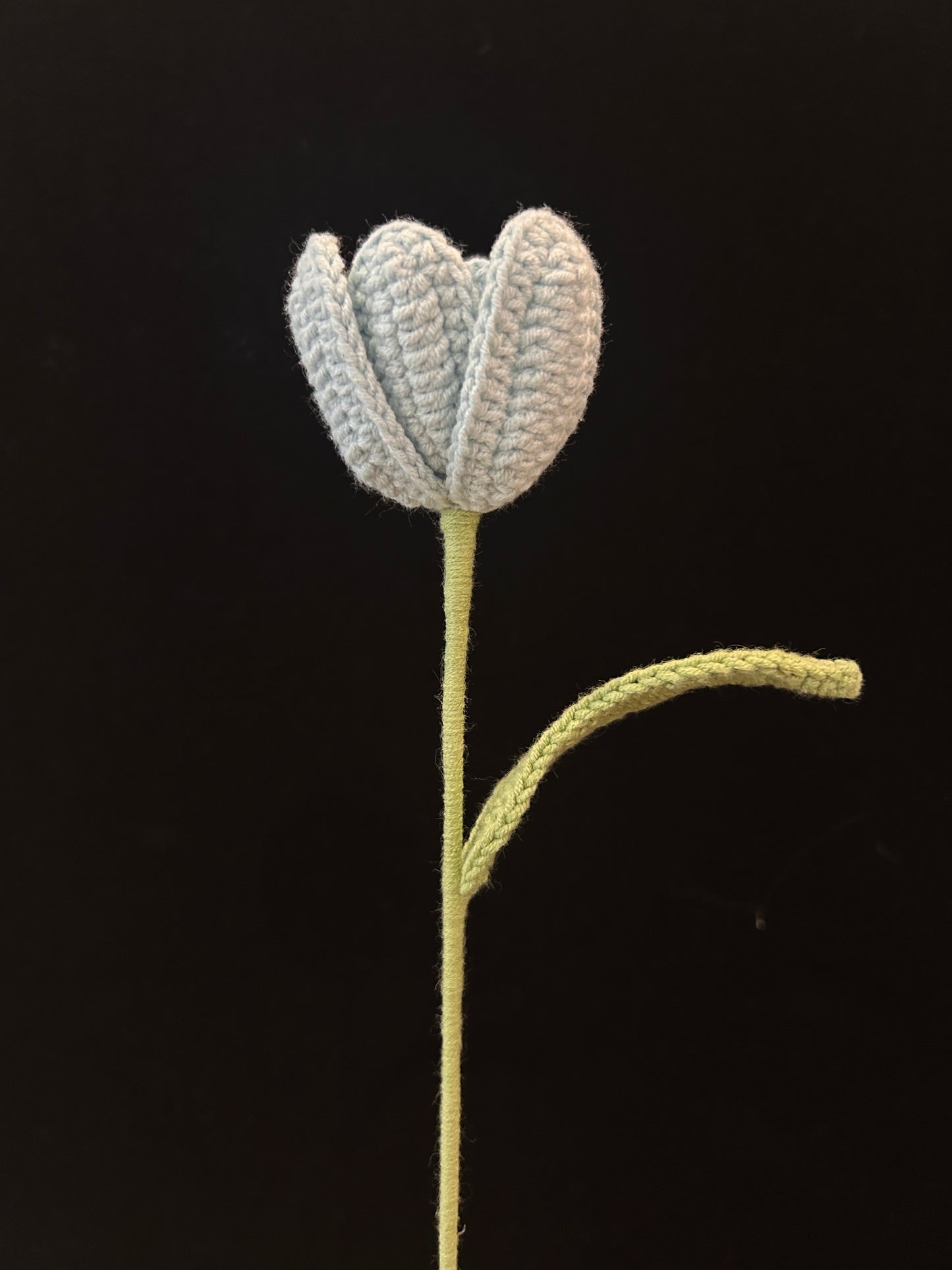 Tulip
