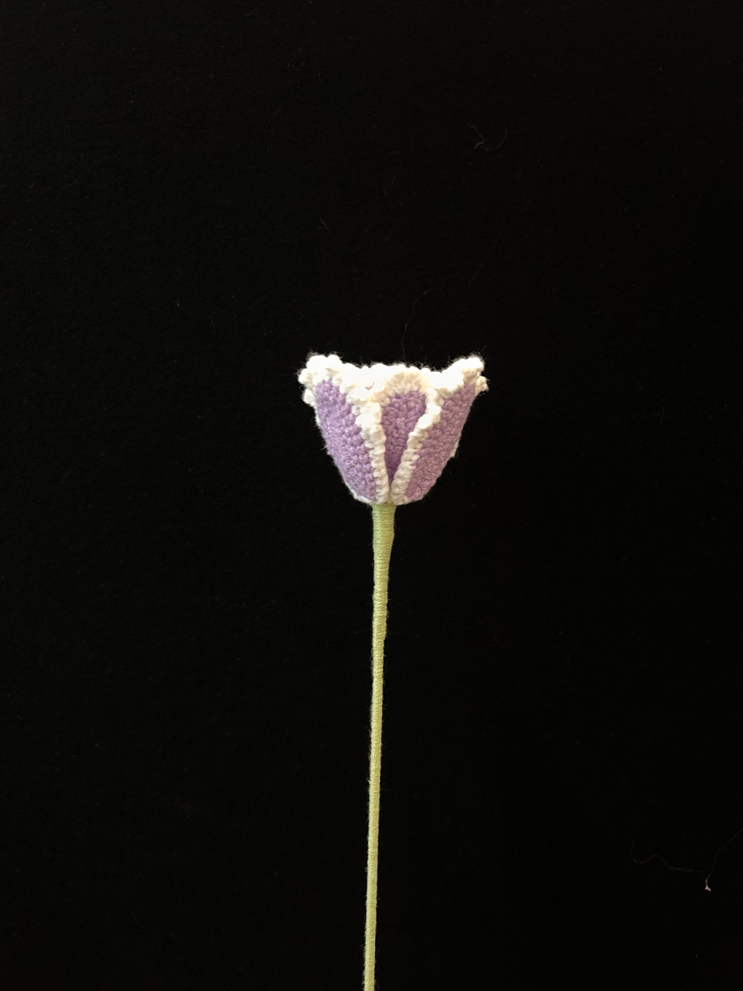Tulip (Curly Petal)