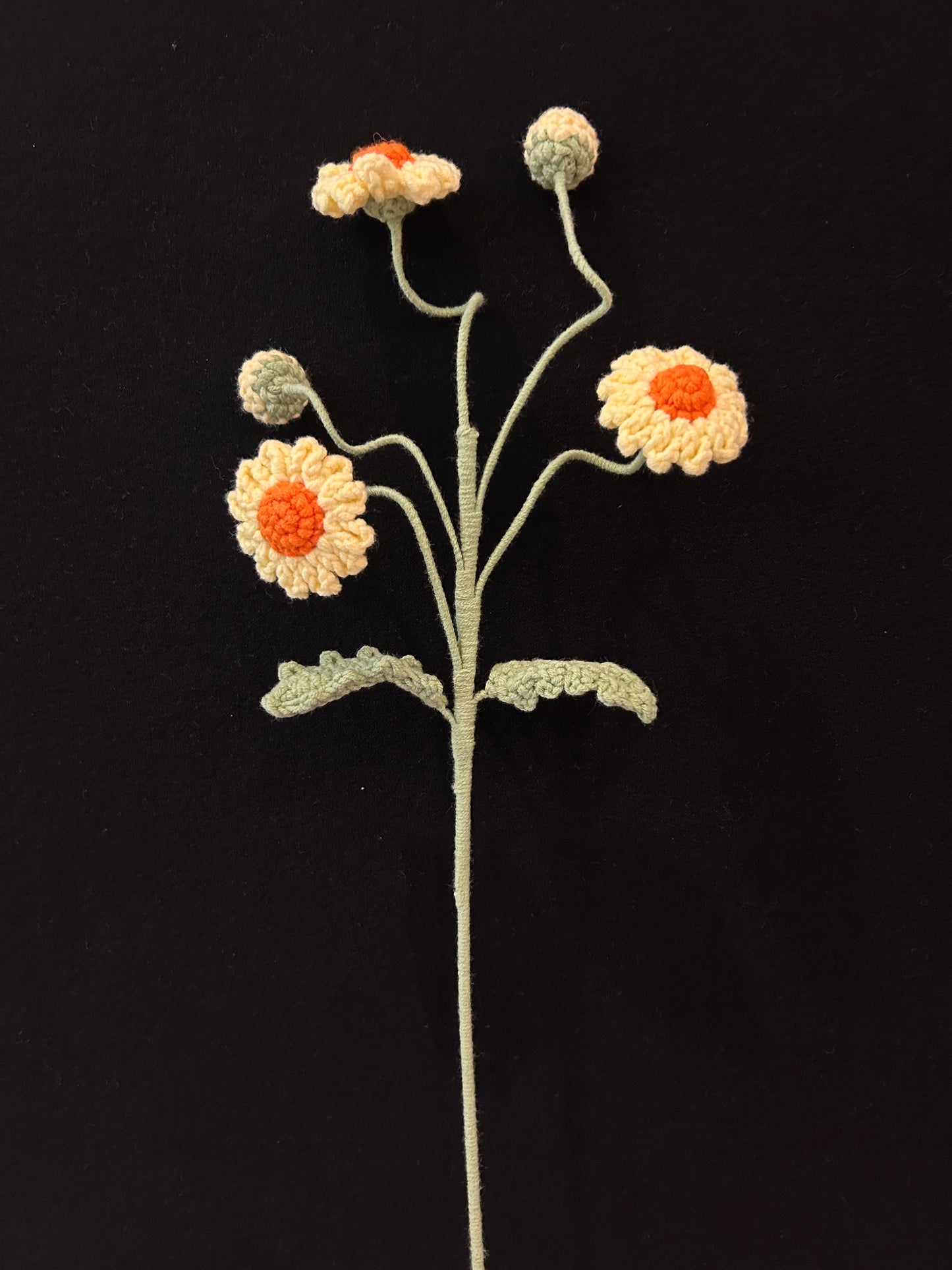 Daisy