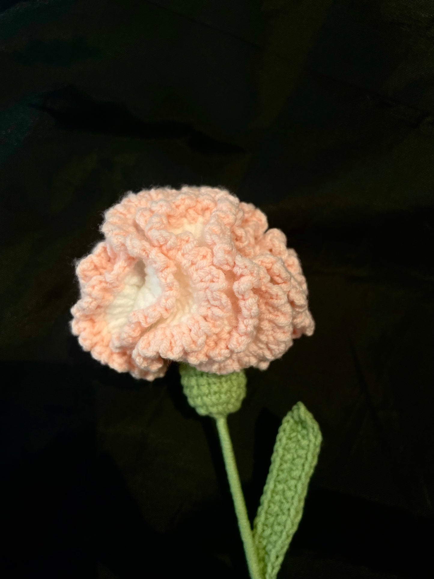 Carnation