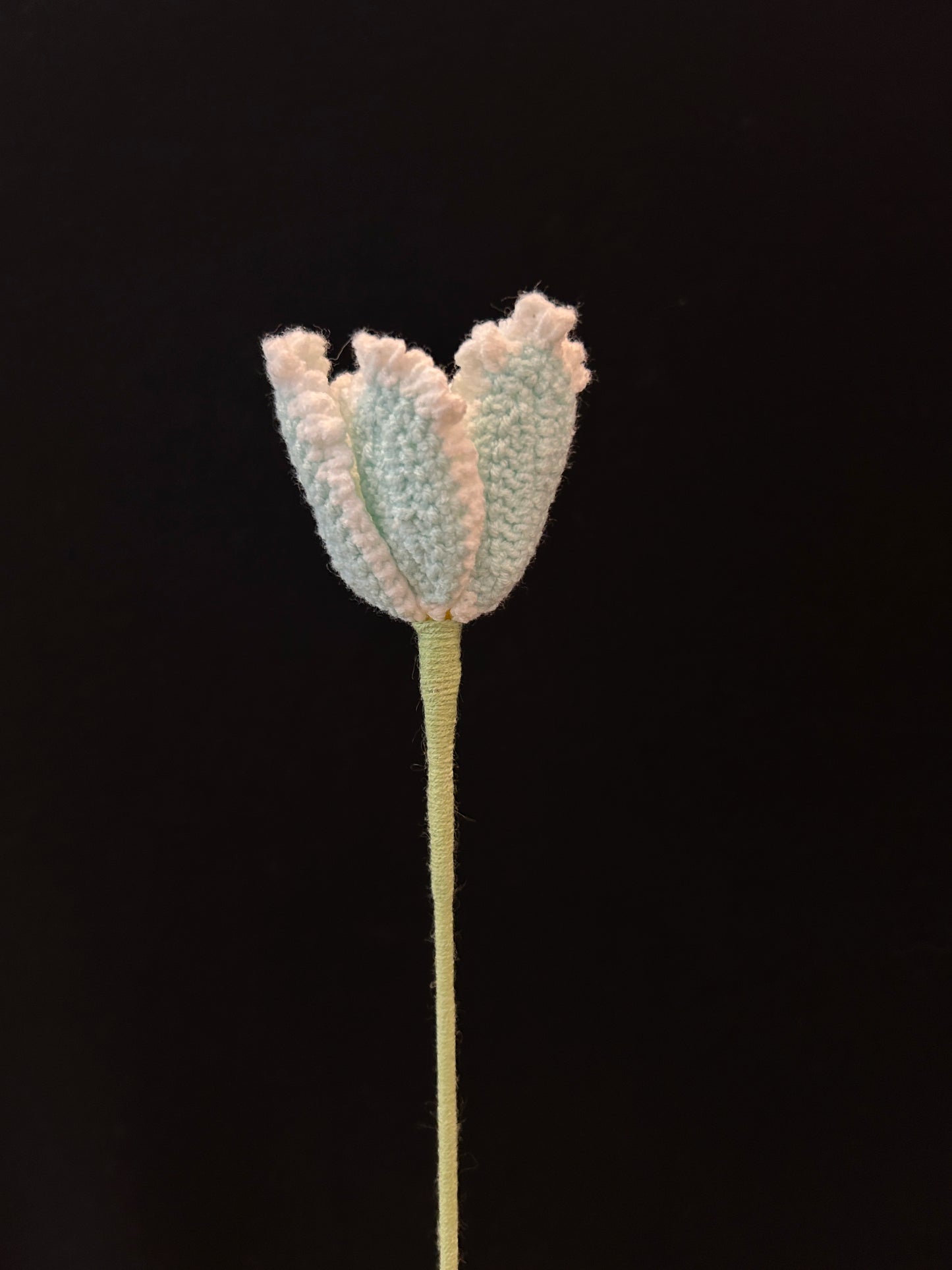 Tulip (Curly Petal)