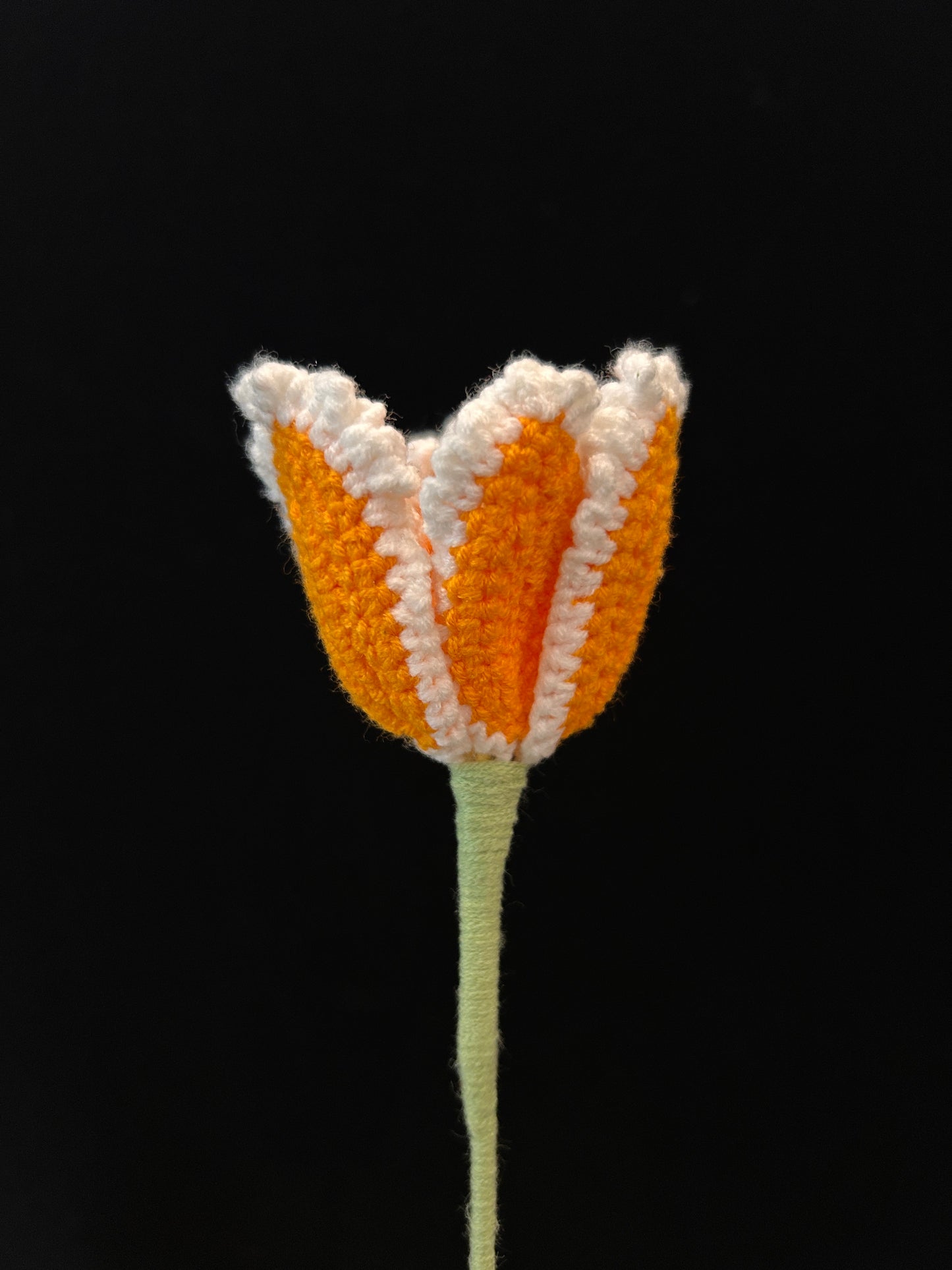 Tulip (Curly Petal)