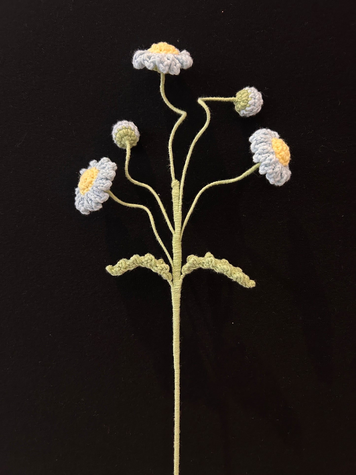 Daisy