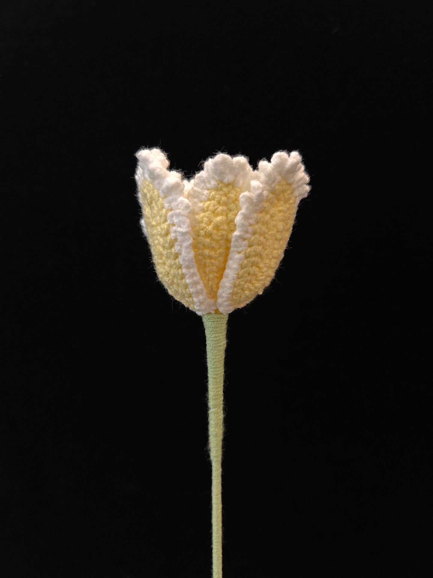 Tulip (Curly Petal)