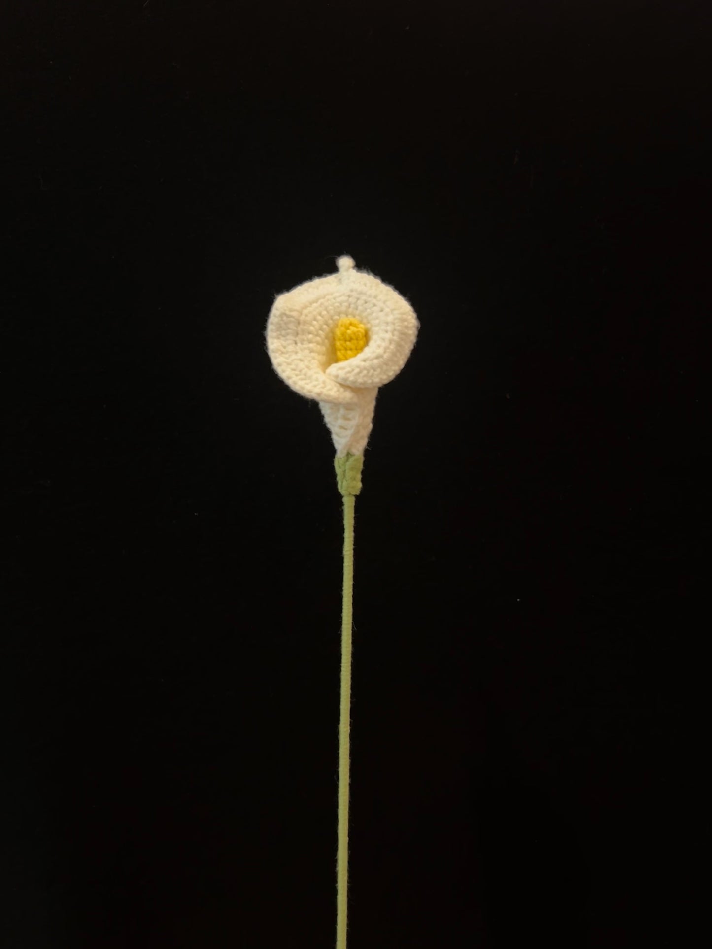 Calla Lily