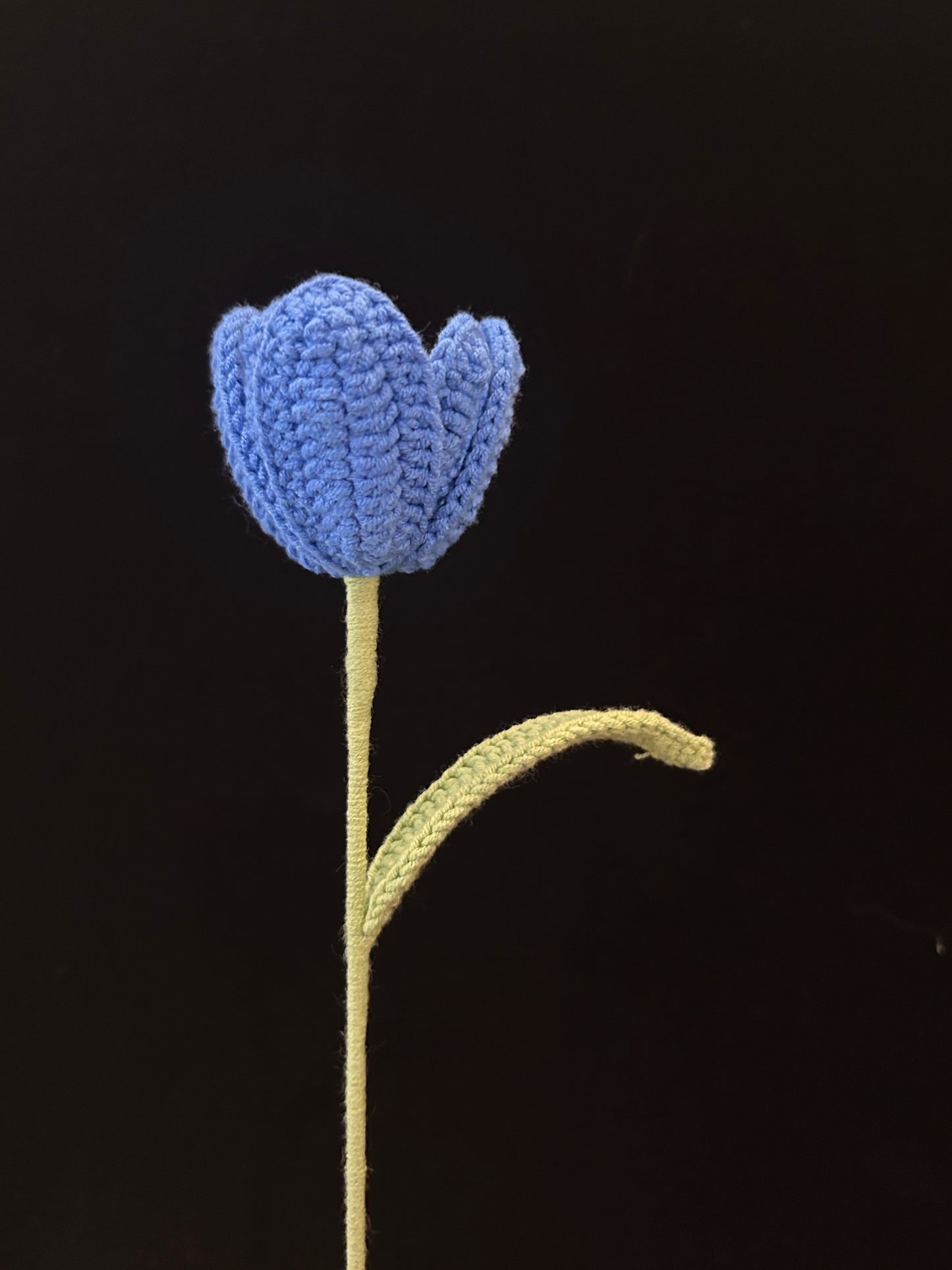 Tulip