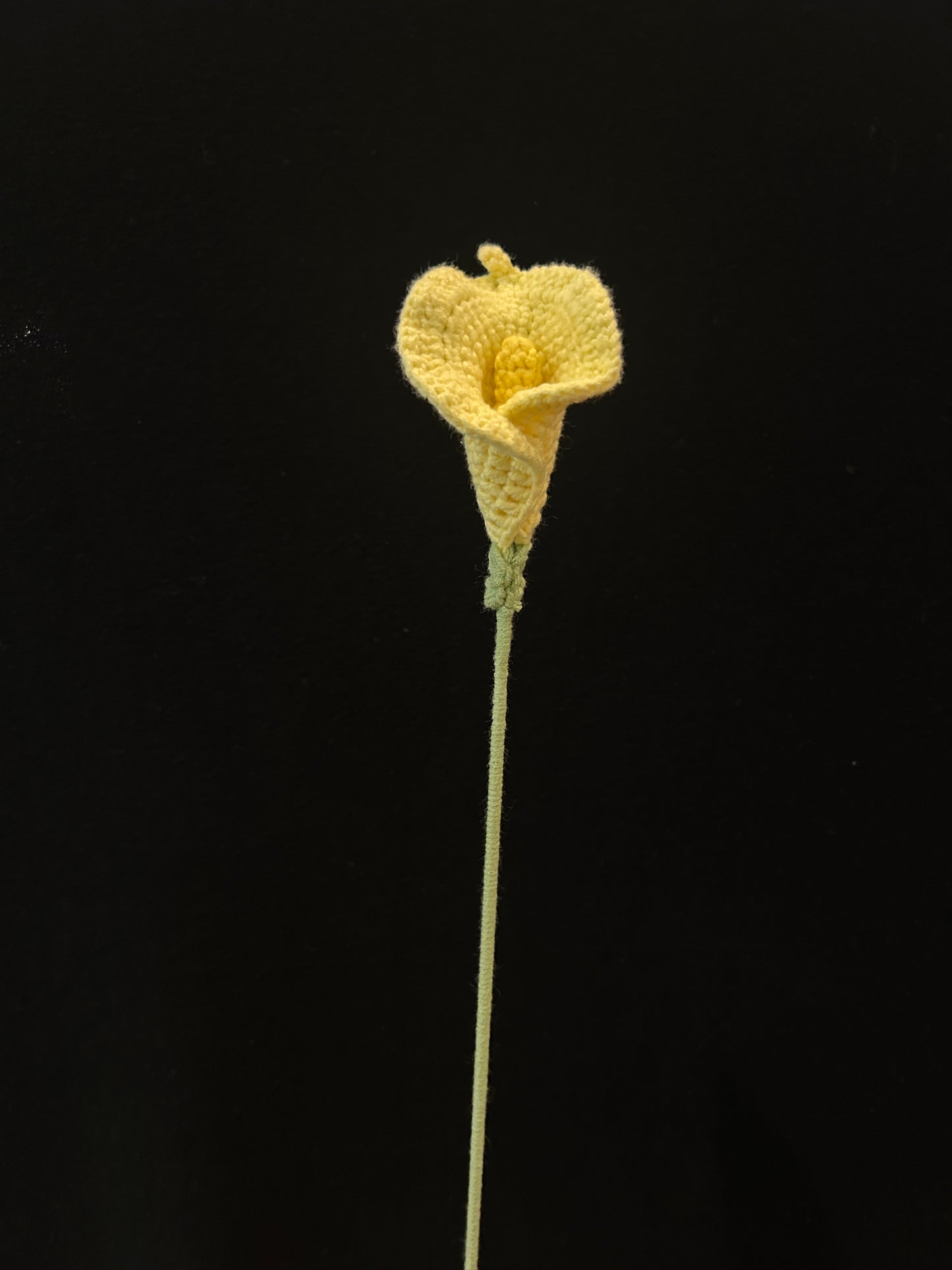 Calla Lily