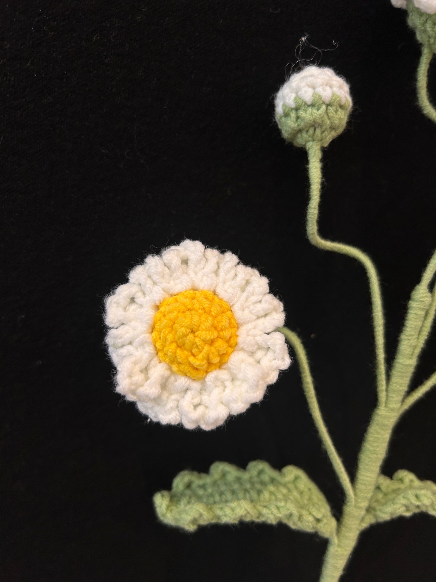 Daisy