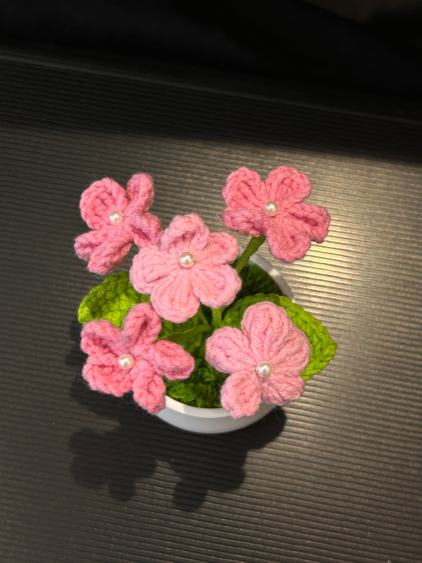 Forget-me-not in White pot