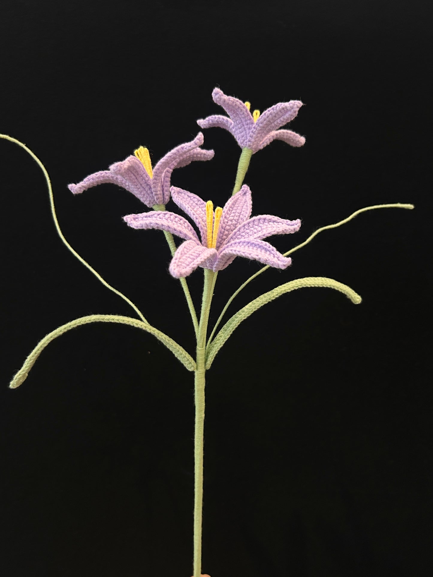 Zephyranthes Candida (Rain Lily)