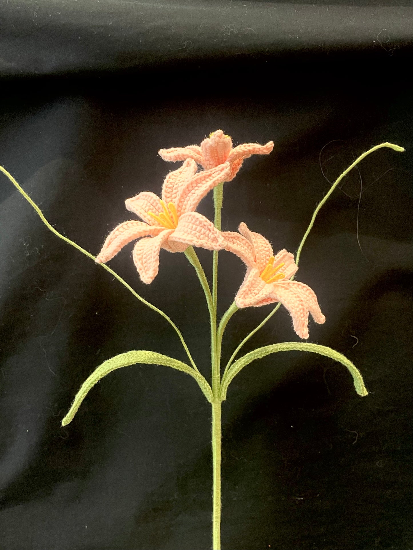 Zephyranthes Candida (Rain Lily)