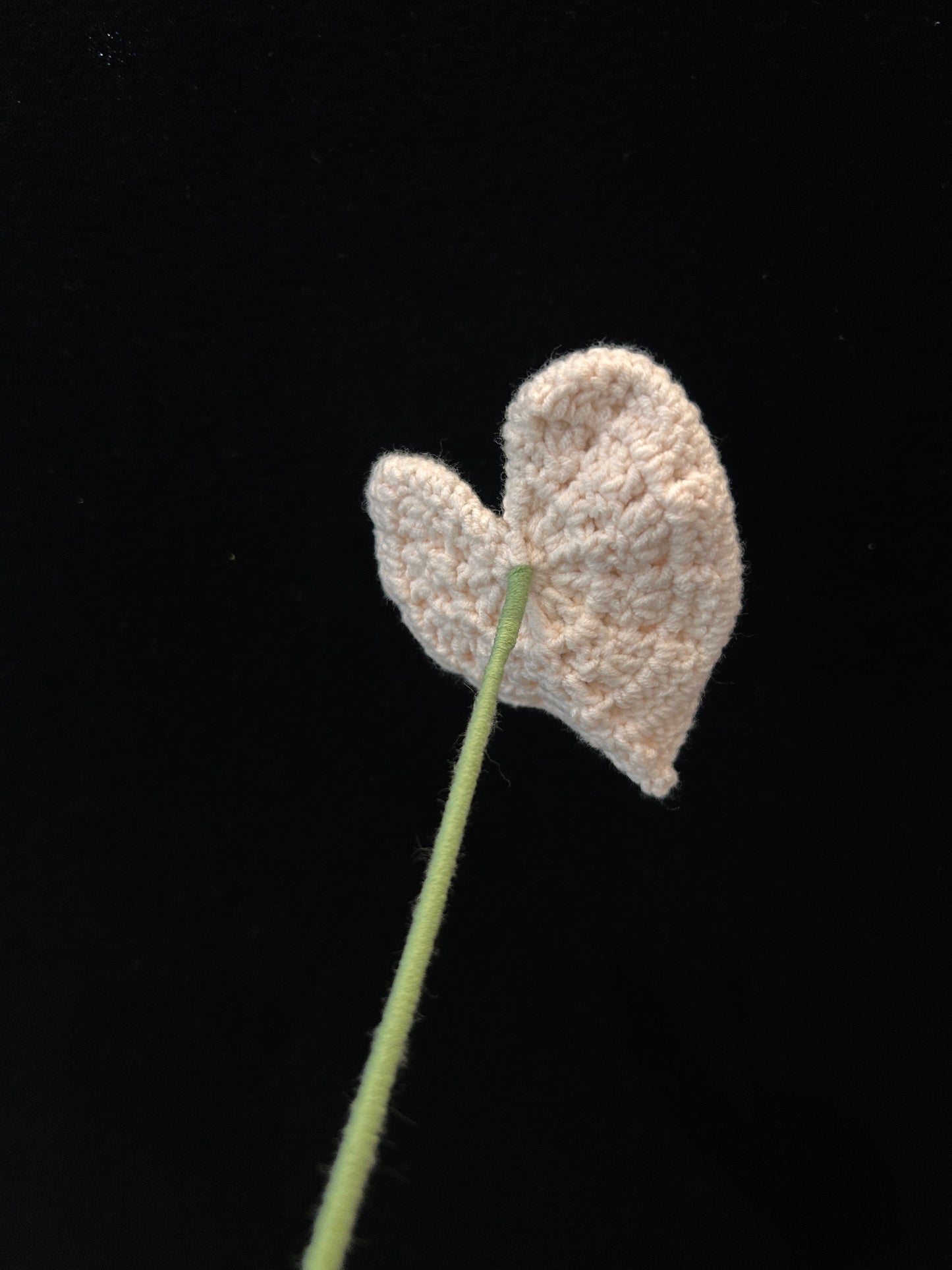Anthurium