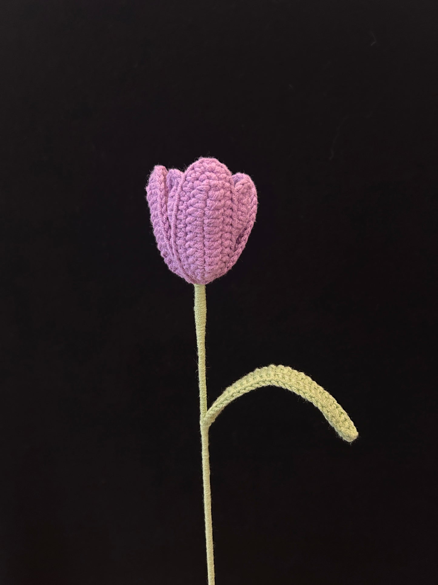 Tulip