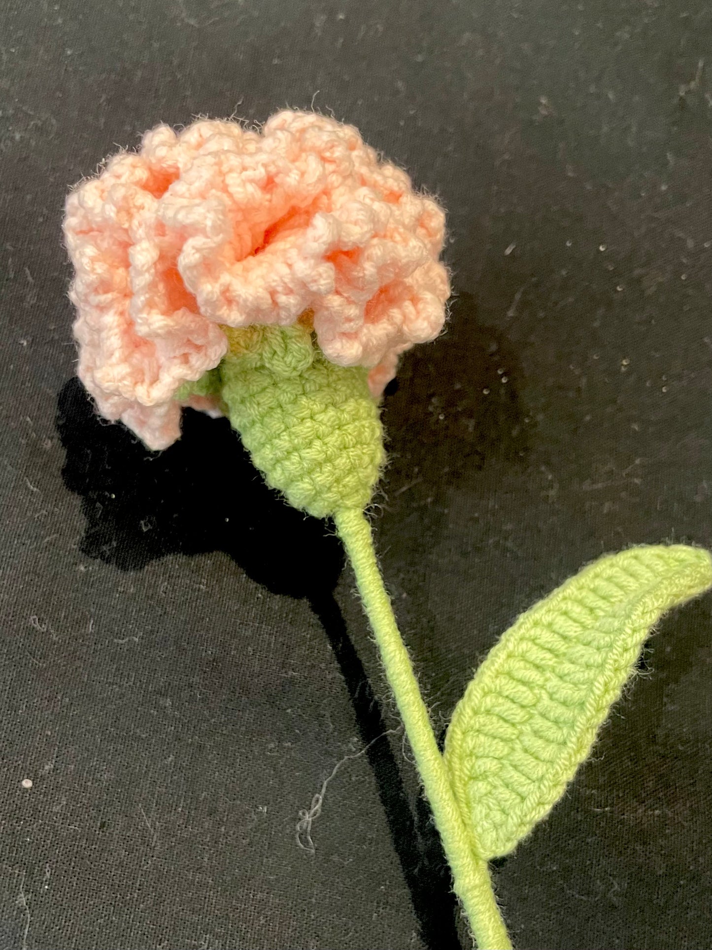 Carnation
