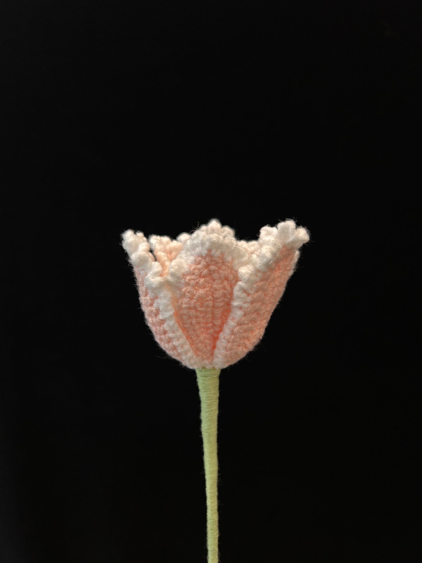 Tulip (Curly Petal)
