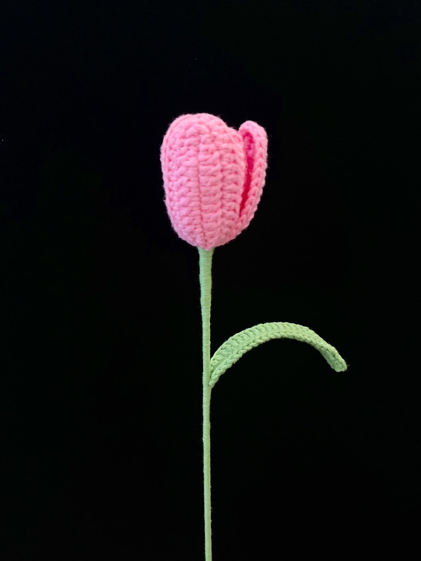 Tulip