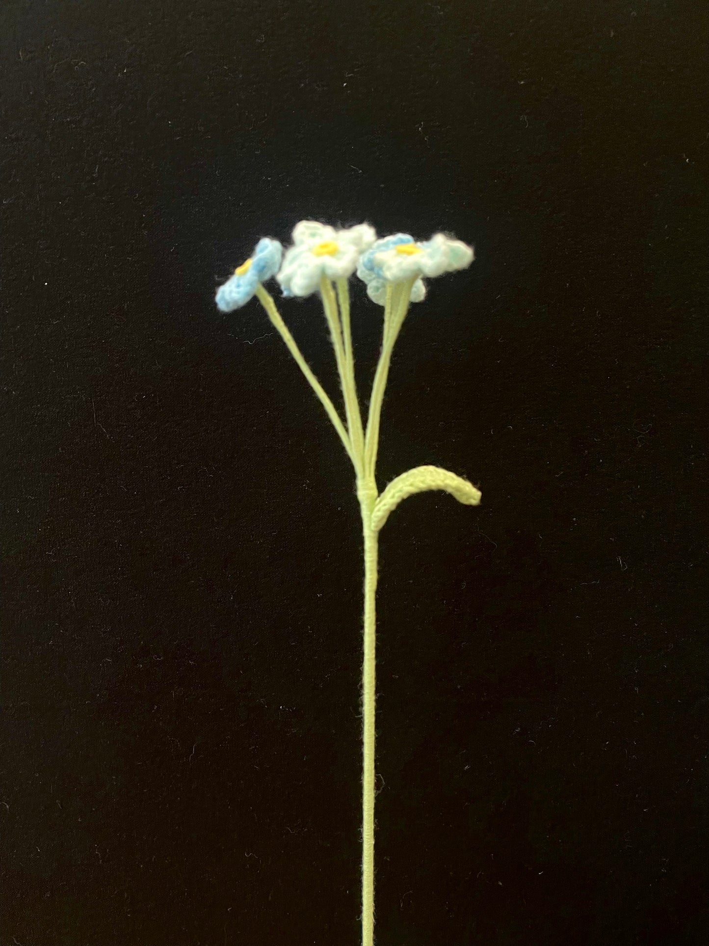 Forget-me-not